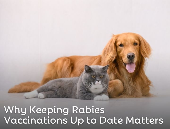Don’t Wait for a Bite: Why Keeping Rabies Vaccinations Up to Date Matters