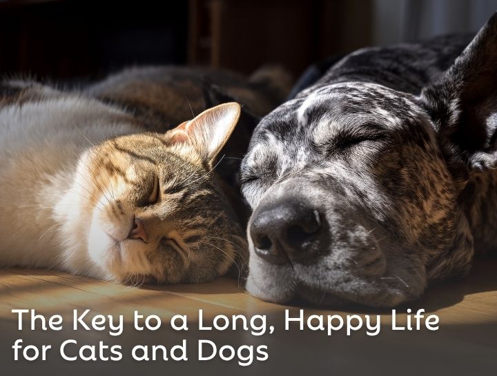 The Key to a Long, Happy Life for Cats and Dogs